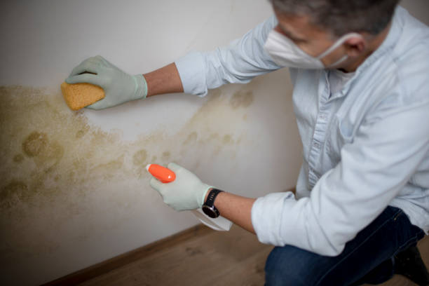 Best Same-Day Mold Removal  in Red Chute, LA