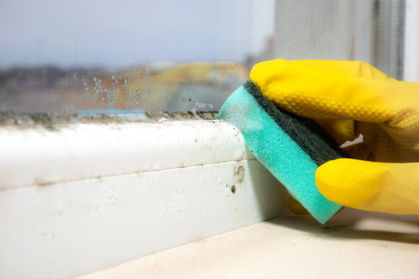 Best Best Mold Removal Companies  in Red Chute, LA