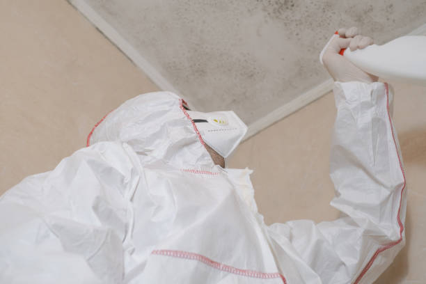 Best Certified Mold Removal  in Red Chute, LA