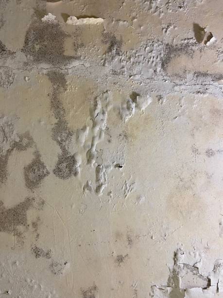 Best Mold Cleaning Services  in Red Chute, LA