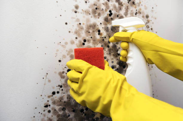 Best Professional Mold Removal  in Red Chute, LA