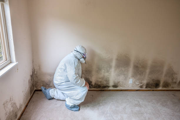 Mold Removal and Inspection in Red Chute, LA