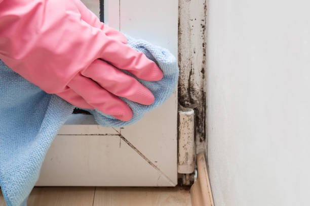 Best Local Mold Removal Service  in Red Chute, LA