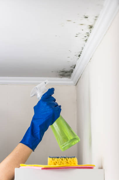 Best Affordable Mold Removal  in Red Chute, LA